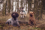 drei Hund im Wald