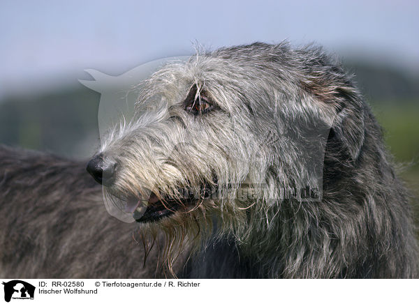 Irischer Wolfshund / Irish Wolfhound Portrait / RR-02580