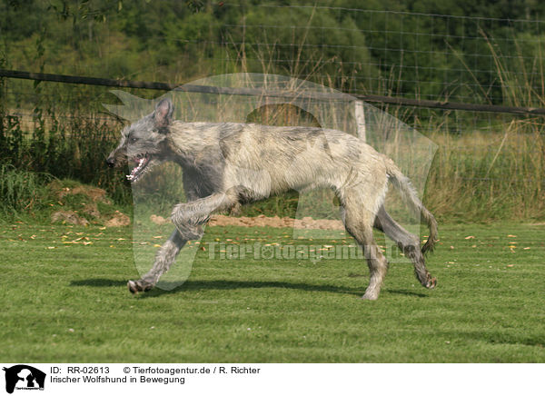 Irischer Wolfshund in Bewegung / Irish Wolfhound in action / RR-02613