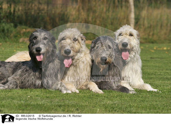 liegende Irische Wolfshunde / lying Irish Wolfhounds / RR-02615