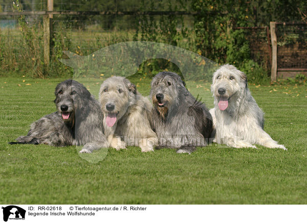 liegende Irische Wolfshunde / lying Irish Wolfhounds / RR-02618