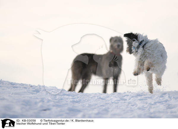 Irischer Wolfshund und Tibet-Terrier / KB-03058
