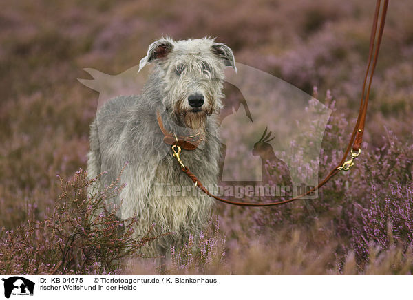 Irischer Wolfshund in der Heide / Irish Wolfhound in the heather / KB-04675
