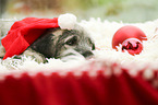 Irischer Wolfshund Welpe mit weihnachtlicher Dekoration