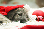 Irischer Wolfshund Welpe mit weihnachtlicher Dekoration