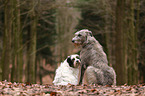 Irischer Wolfshund und Tibet-Terrier
