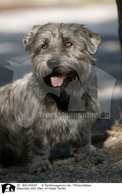 sitzender Irish Glen of Imaal Terrier / BS-04535