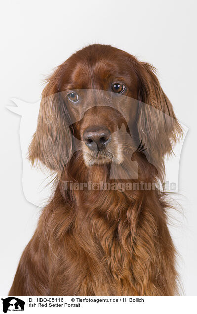 Irish Red Setter Portrait / Irish Red Setter Portrait / HBO-05116