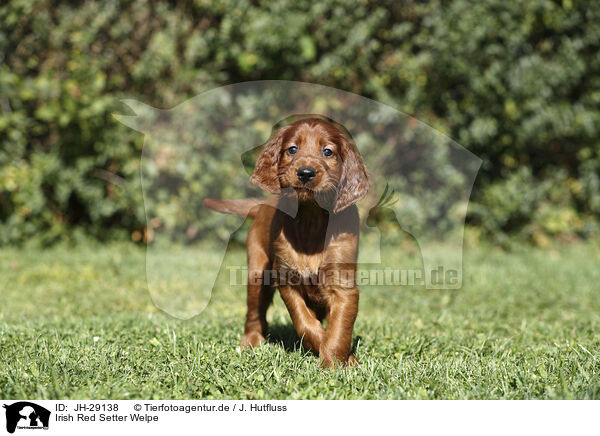 Irish Red Setter Welpe / Irish Red Setter Puppy / JH-29138