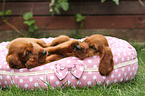 Irish Red Setter Welpen