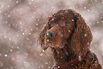 Irish Red Setter Portrait