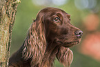 Irish Red Setter Portrait