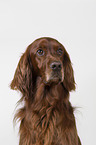 Irish Red Setter Portrait