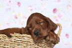 Irish Red Setter Welpe