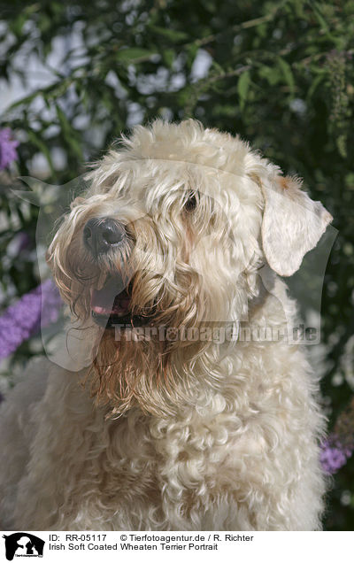 Irish Soft Coated Wheaten Terrier Portrait / RR-05117
