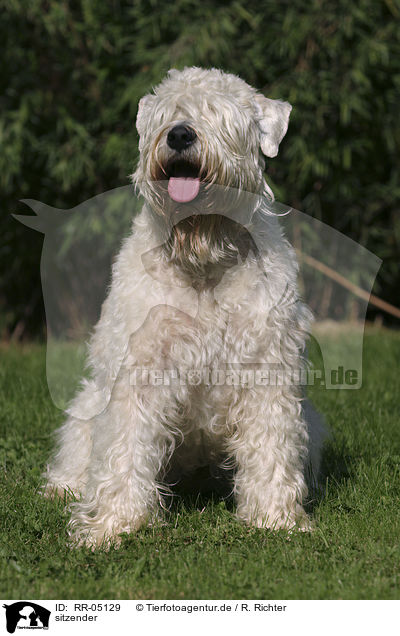 sitzender / sitting Irish Soft Coated Wheaten Terrier / RR-05129