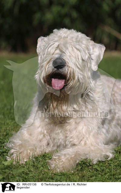 liegender / lying Irish Soft Coated Wheaten Terrier / RR-05136