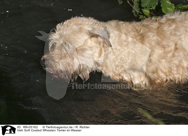 Irish Soft Coated Wheaten Terrier im Wasser / RR-05162