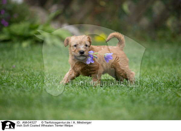 Irish Soft Coated Wheaten Terrier Welpe / AM-04527