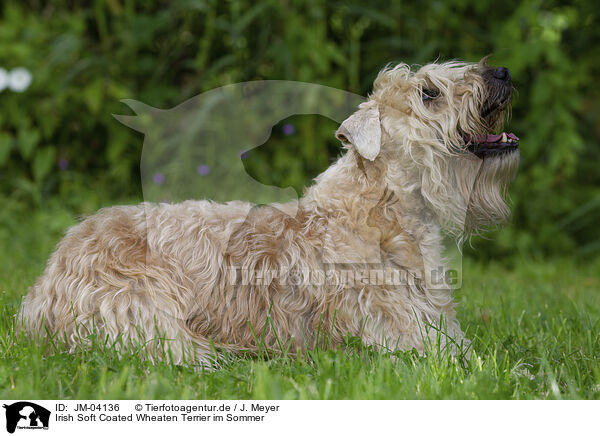 Irish Soft Coated Wheaten Terrier im Sommer / JM-04136