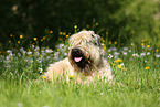 liegender Irish Soft Coated Wheaten Terrier