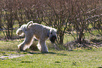 Irish Soft Coated Wheaten