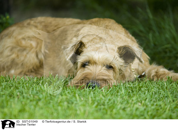 Irischer Terrier / SST-01049