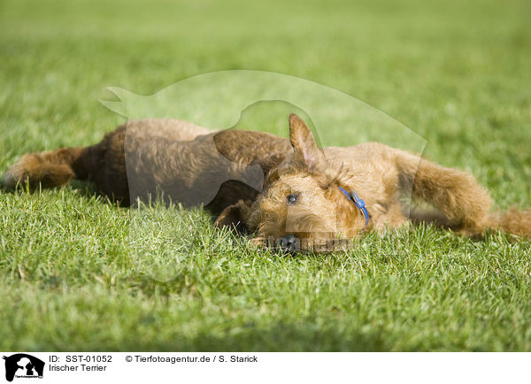 Irischer Terrier / SST-01052