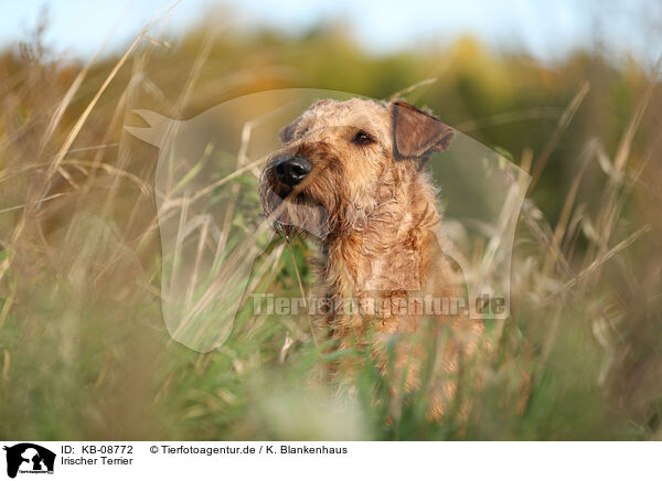 Irischer Terrier / Irish Terrier / KB-08772