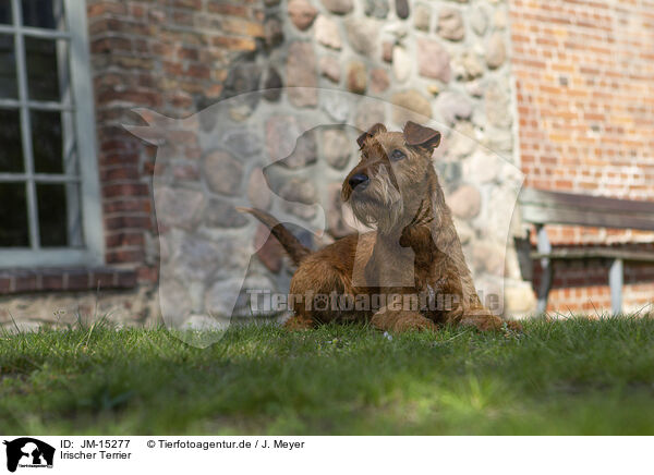 Irischer Terrier / JM-15277