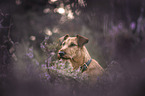 Irish Terrier Hndin