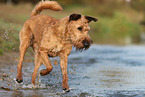 Irischer Terrier