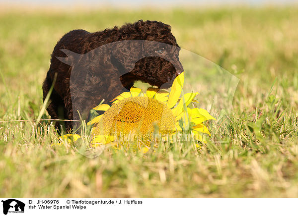 Irish Water Spaniel Welpe / Irish Water Spaniel puppy / JH-06976