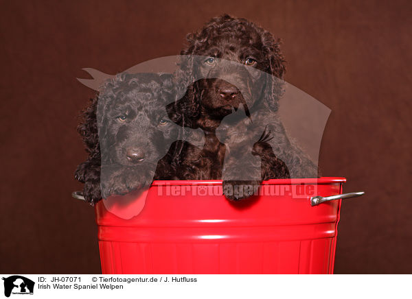 Irish Water Spaniel Welpen / irish water spaniel puppies / JH-07071