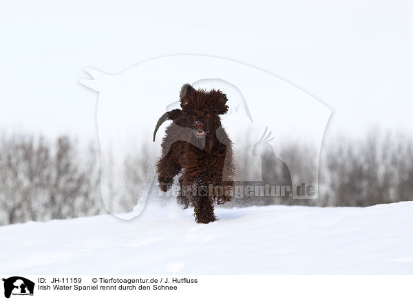 Irish Water Spaniel rennt durch den Schnee / Irish Water Spaniel running through snow / JH-11159