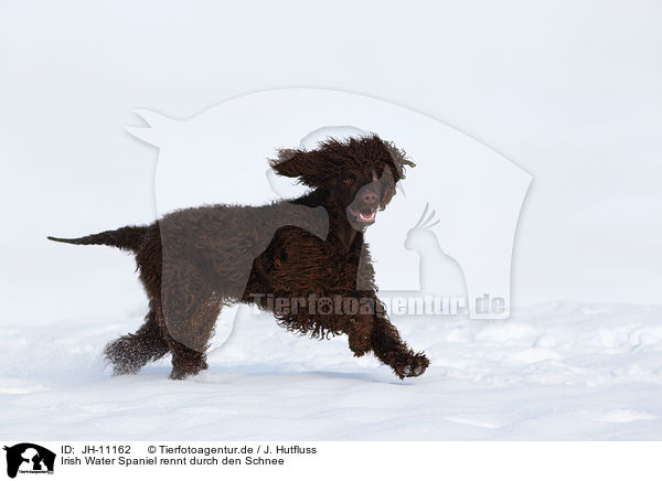 Irish Water Spaniel rennt durch den Schnee / Irish Water Spaniel running through snow / JH-11162