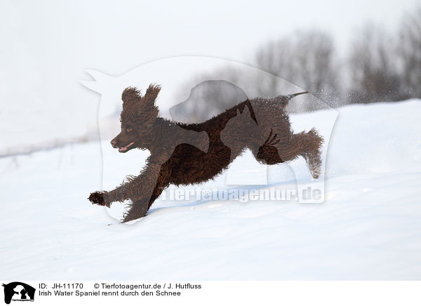 Irish Water Spaniel rennt durch den Schnee / Irish Water Spaniel running through snow / JH-11170