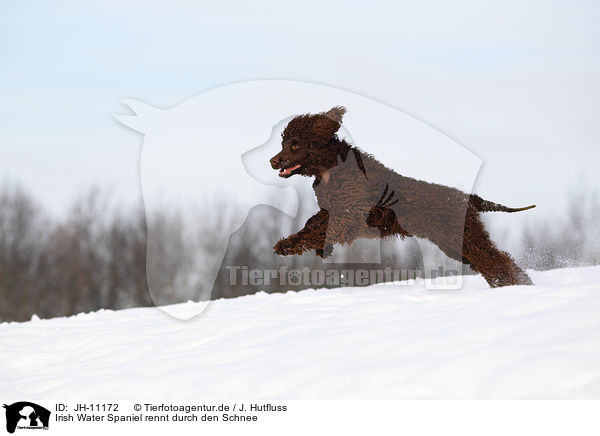 Irish Water Spaniel rennt durch den Schnee / Irish Water Spaniel running through snow / JH-11172