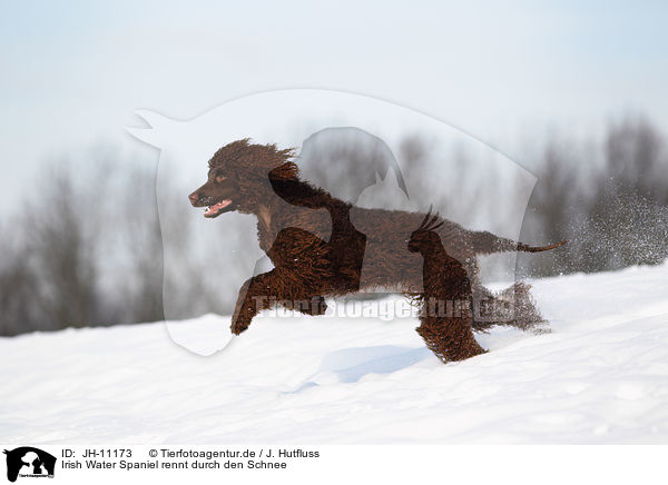 Irish Water Spaniel rennt durch den Schnee / Irish Water Spaniel running through snow / JH-11173
