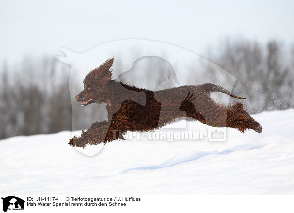 Irish Water Spaniel rennt durch den Schnee / Irish Water Spaniel running through snow / JH-11174