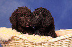 Irish Water Spaniel Welpe