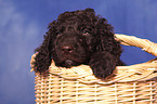 Irish Water Spaniel Welpe