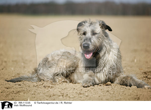Irish Wolfhound / RR-11335