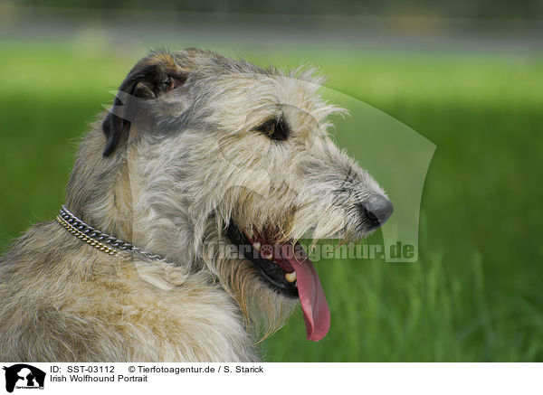 Irish Wolfhound Portrait / SST-03112