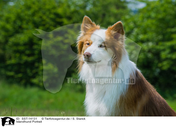 Islandhund Portrait / SST-14131