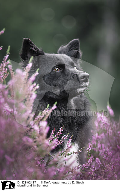 Islandhund im Sommer / DS-02187