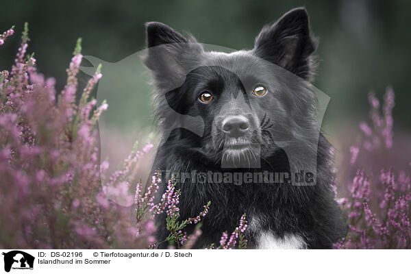 Islandhund im Sommer / DS-02196