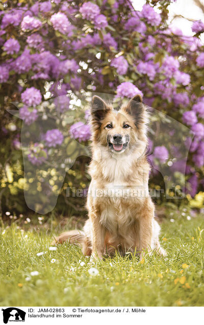 Islandhund im Sommer / JAM-02863