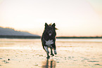 Islandhund am Strand