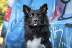 Islandhund vor Graffiti